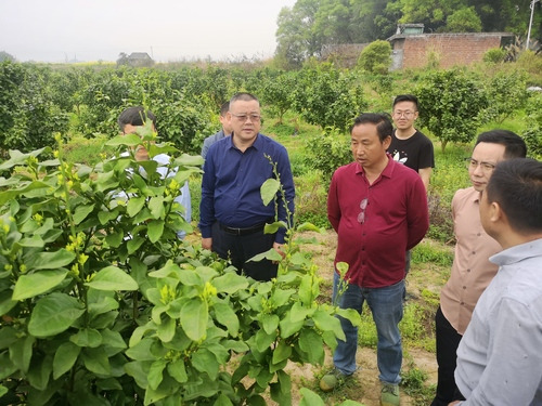 星空app官网：何福林率博士团赴邑口村开展服务 助力乡村振兴