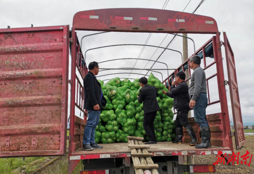 星空app官网驻村工作队：情系菜农拓销路，为民解忧暖人心