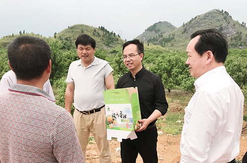 调研玫瑰香柑产业园(图)x 调研玫瑰香柑产业园(图)x